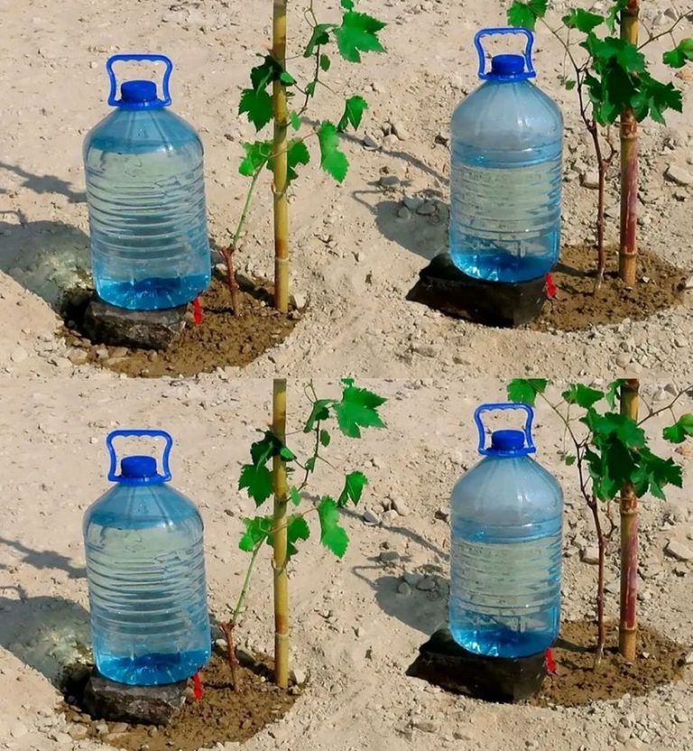 434425251 122171536118027158 8398896923248090177 N 768x832 (2)